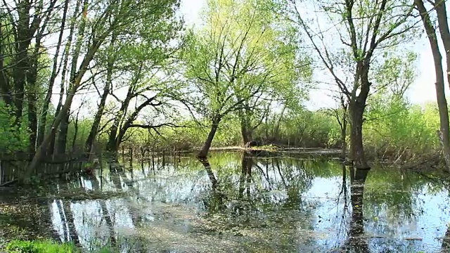 景观与洪水沼泽在春天。春天的观点。水风景