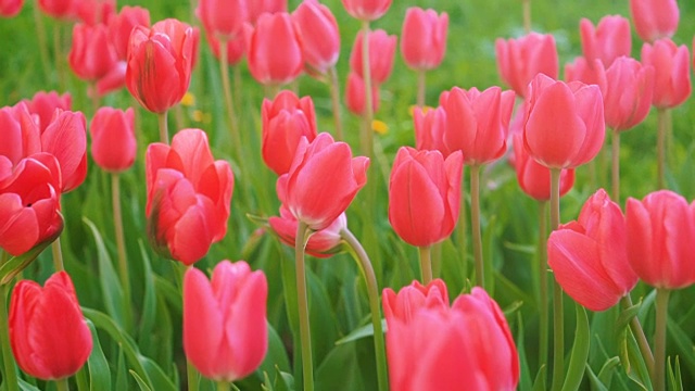 郁金香开花了。鲜花、郁金香在风中摇曳。大量的粉红色花蕾的郁金香形成了一片粉红色的土地