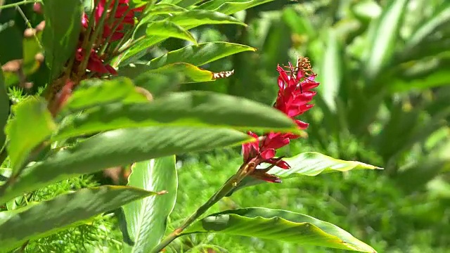 夏威夷的姜花，4k慢镜头