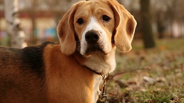 纯种小猎犬肖像与秋天公园的背景