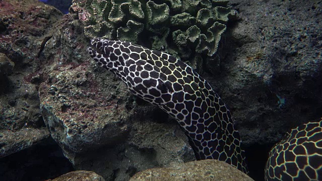鳗鱼在水族馆。
