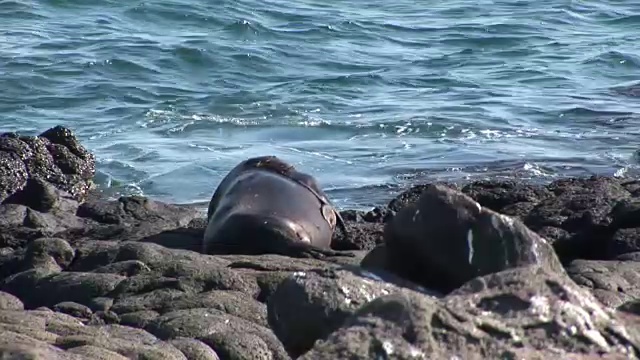 海豹狮子在加拉帕戈斯群岛的海滩上休息。