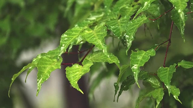 雨天森林景观