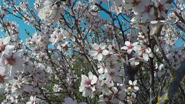 杏树在山的背景下开花。和起重机操作员一起拍摄视频