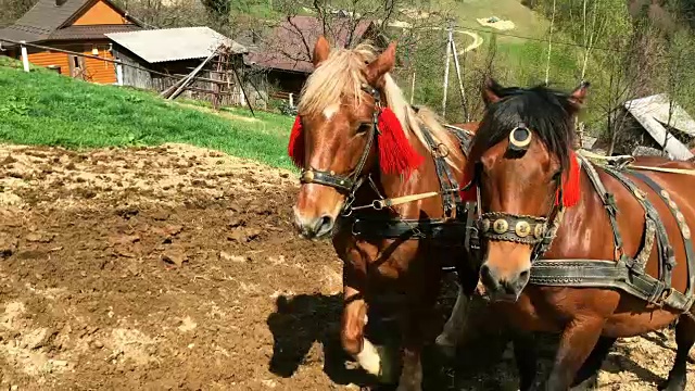 两匹健壮的栗色马套着马具在农田里犁地。