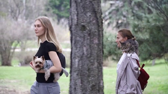 猫和狗。女孩们带着一只约克郡犬和一只猫在散步