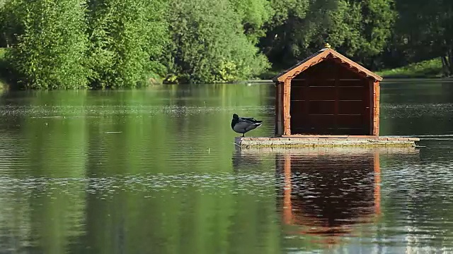 鸭子木家湖夏天