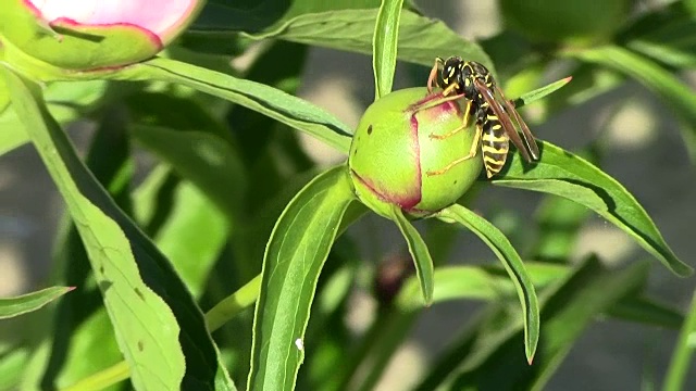 黄蜂运行