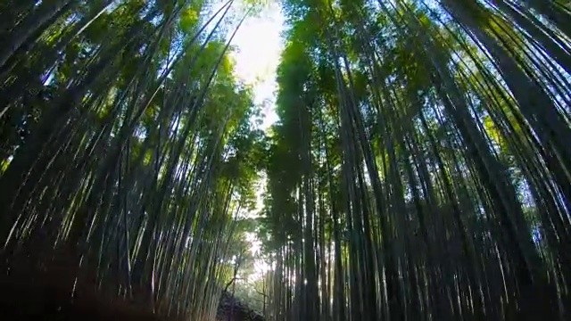 日本大阪京都岚山竹路。