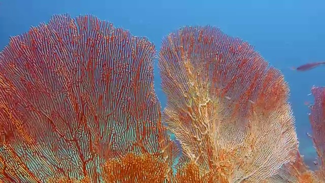 詳情圖-水下健康的柳珊瑚海扇珊瑚礁