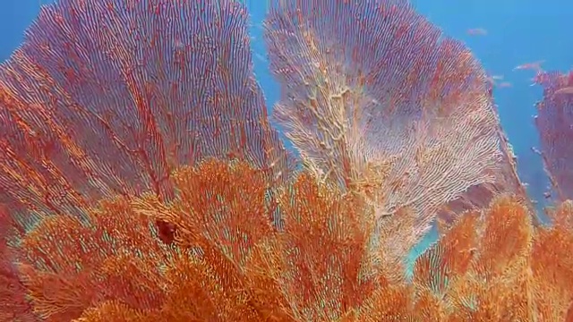 詳情圖-水下健康的柳珊瑚海扇珊瑚礁