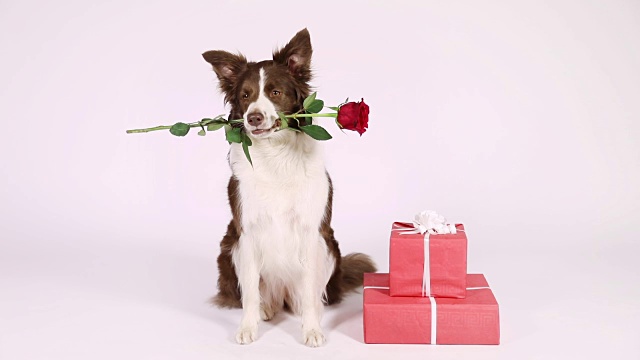 详情图-带着节日礼物的边境牧羊犬