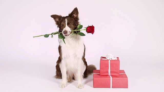 详情图-带着节日礼物的边境牧羊犬