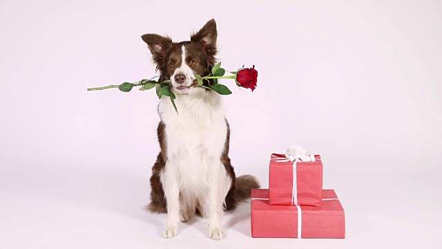 详情图-带着节日礼物的边境牧羊犬