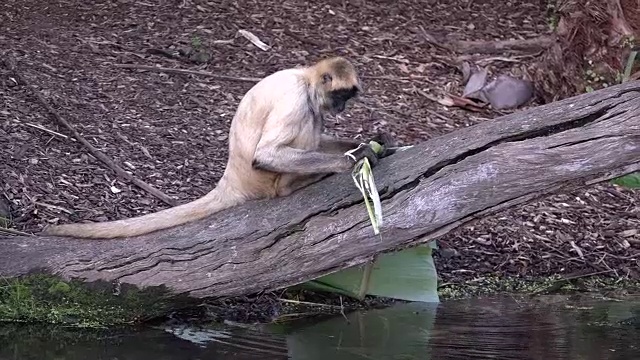 蜘蛛猴吃香蕉树叶