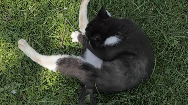 猫洗漱，舔毛，从上面看