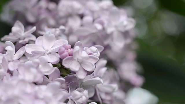 春天花园里的淡紫色的花