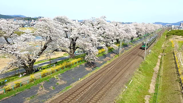 日本仙台，火车经过樱花树