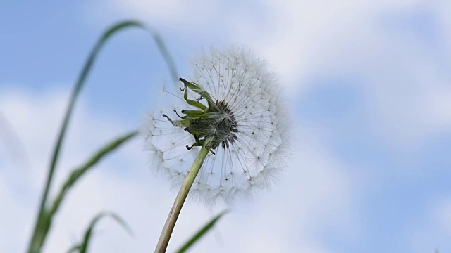 蒲公英