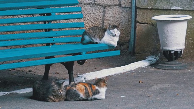 许多流浪猫坐在公园的长椅旁