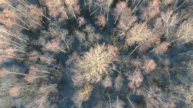 无人机高高地飞过早春带水的森林