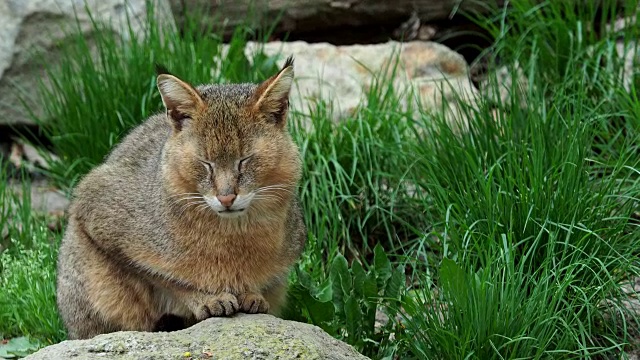 一只美丽的猫的肖像。Felis chaus在大自然的石头上。
