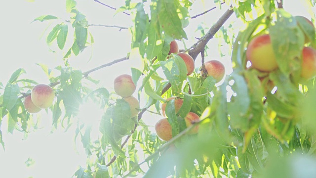 新鲜、成熟的桃子挂在阳光明媚的田园诗般的树上，慢镜头
