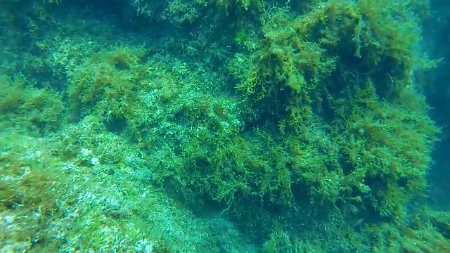 詳情圖-小魚在海藻附近游動(dòng)，被淹沒(méi)的植物覆蓋的巨石，海洋生物