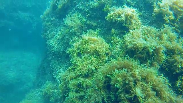 詳情圖-小魚在海藻附近游動(dòng)，被淹沒(méi)的植物覆蓋的巨石，海洋生物