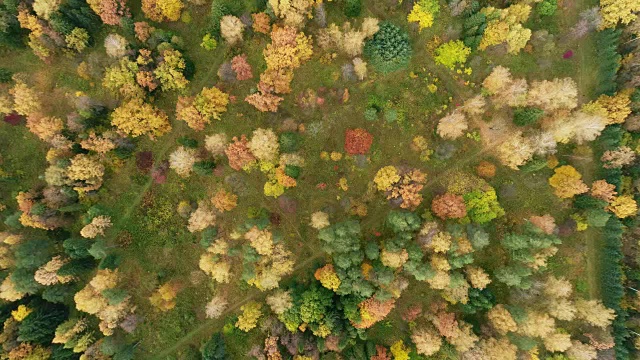 落叶林被涂上了鲜艳的秋色。风景如画的鸟瞰图