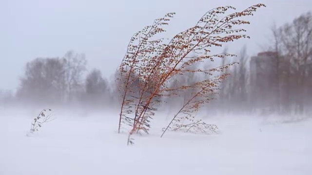 冬西伯利亚的山艾树在暴风雪和强暴风雪中生长