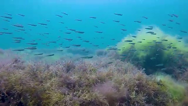 鱼在浅滩上移动的杂草覆盖的巨石，水下的动植物，海洋
