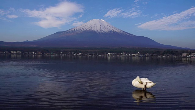 以富士山为背景的山中湖上漂浮的天鹅