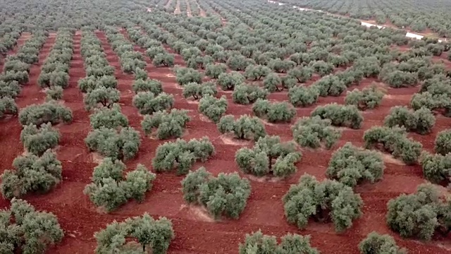 陆地植物高角度视图