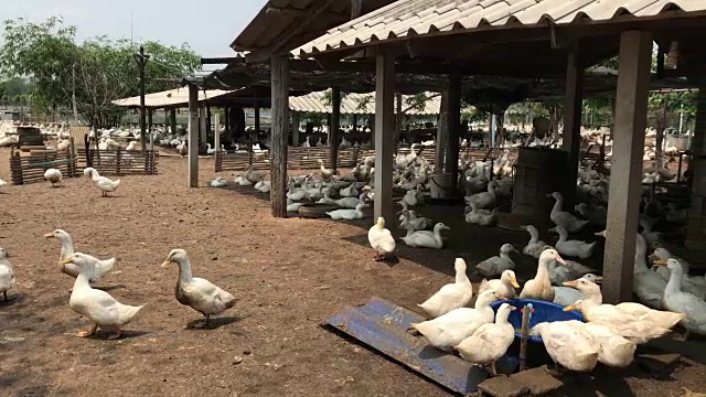 农场鸭，户外饲养的商业肉鸭。