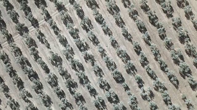 西班牙哈恩附近的橄榄树空中视野