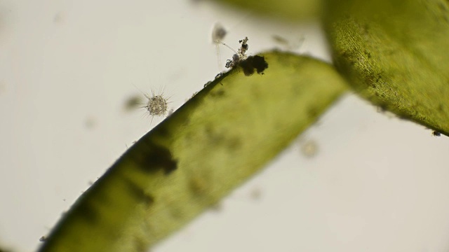 在显微镜下观察最简单的日虫纲生物，类似放射虫
