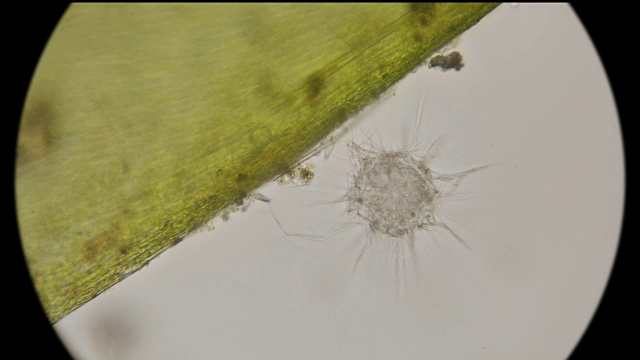 在显微镜下观察最简单的日虫纲生物，类似放射虫