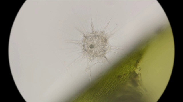 详情图-在显微镜下观察最简单的日虫纲生物,类似放射虫