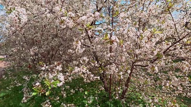 春天白色的樱花树。摄像机移动了近景。