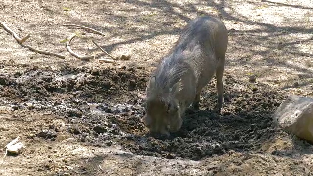 疣猪正在大草原上挖土