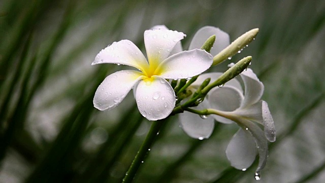 雨中的鸡蛋花。