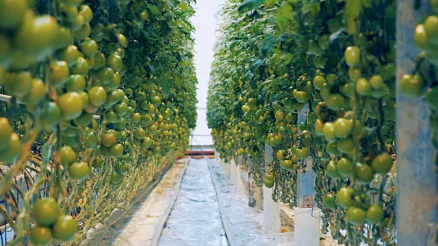 植物上生长的水果特写镜头