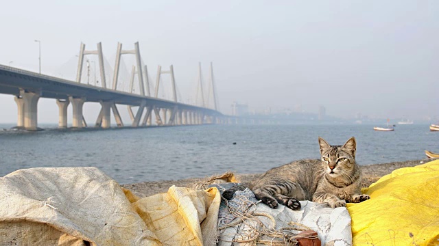 一只猫在码头上靠在现代斜拉桥上休息