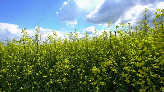 开花油菜籽。