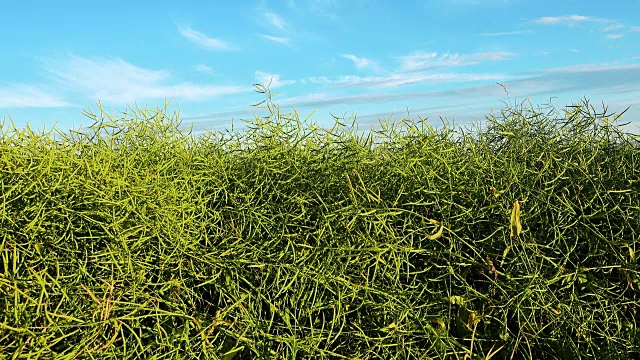 成熟的油菜籽植物用于生物燃料。