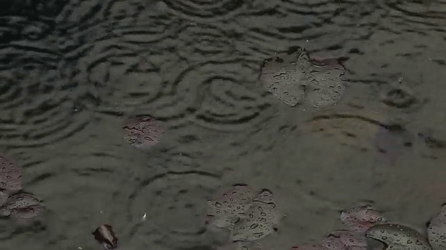 睡莲雨点