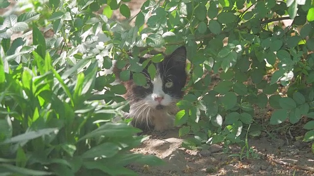 黑白相间的毛绒绒的猫正坐在绿色的草地上。家猫坐在花园里。家猫躲在草丛里