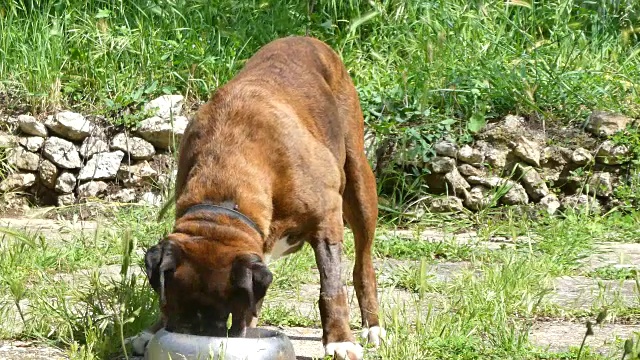 在花园里吃东西的德国拳师犬