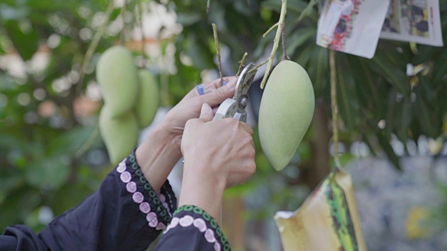 绿色的热带芒果水果与园艺。